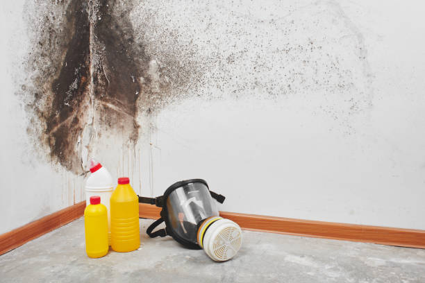 Mold Removal Process in Elon, NC