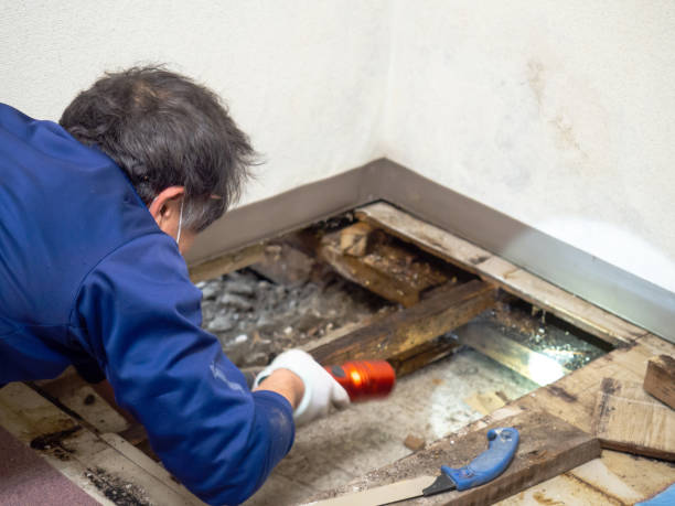 Best Mold Removal Process  in Elon, NC