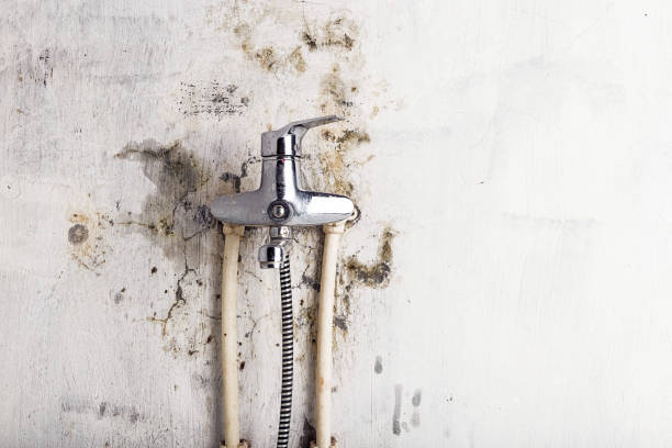 Best Mold Removal Near Me  in Elon, NC