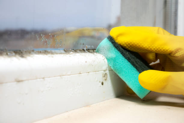 Best Mold Removal Company Near Me  in Elon, NC