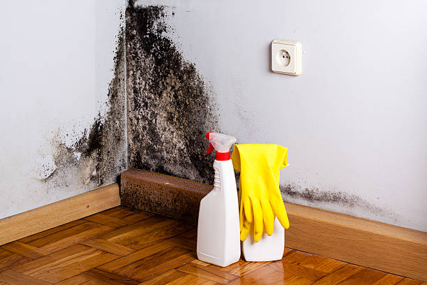 Elon, NC Mold Removal Company